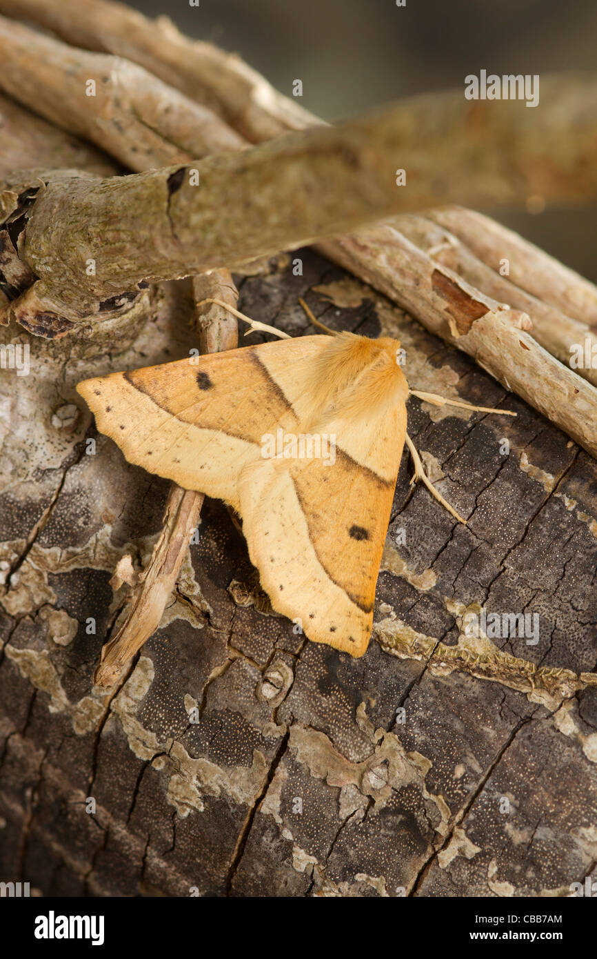 Scalloped Oak (Crocallis elinguaria) moth Stock Photo