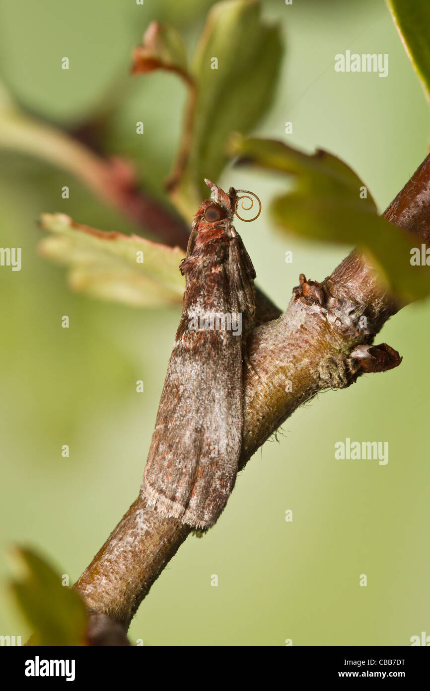 Trachycera advenella a British micro moth. Stock Photo