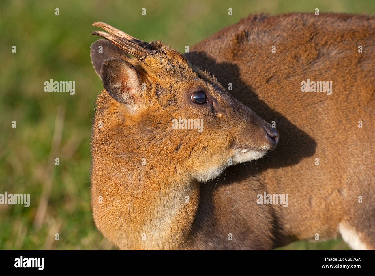 male Muntjac Deer muntiacus reevesi foraging under trees in woodland Stock Photo
