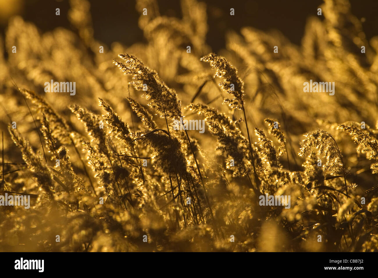 Reed Phragmites communis at Sunset North Norfolk coastal wetlands Stock Photo