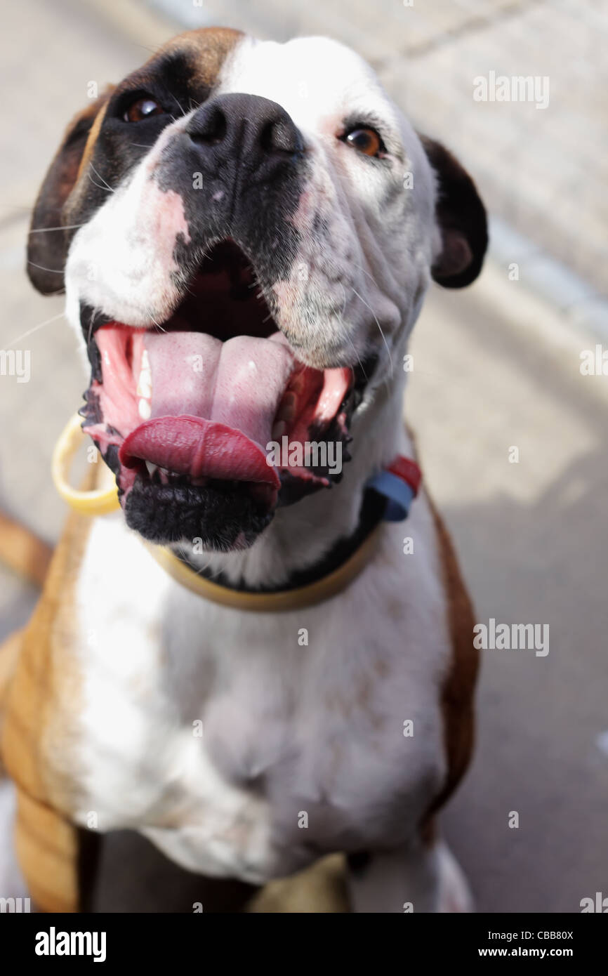 Happy and Friendly Boxer Cross Stock Photo