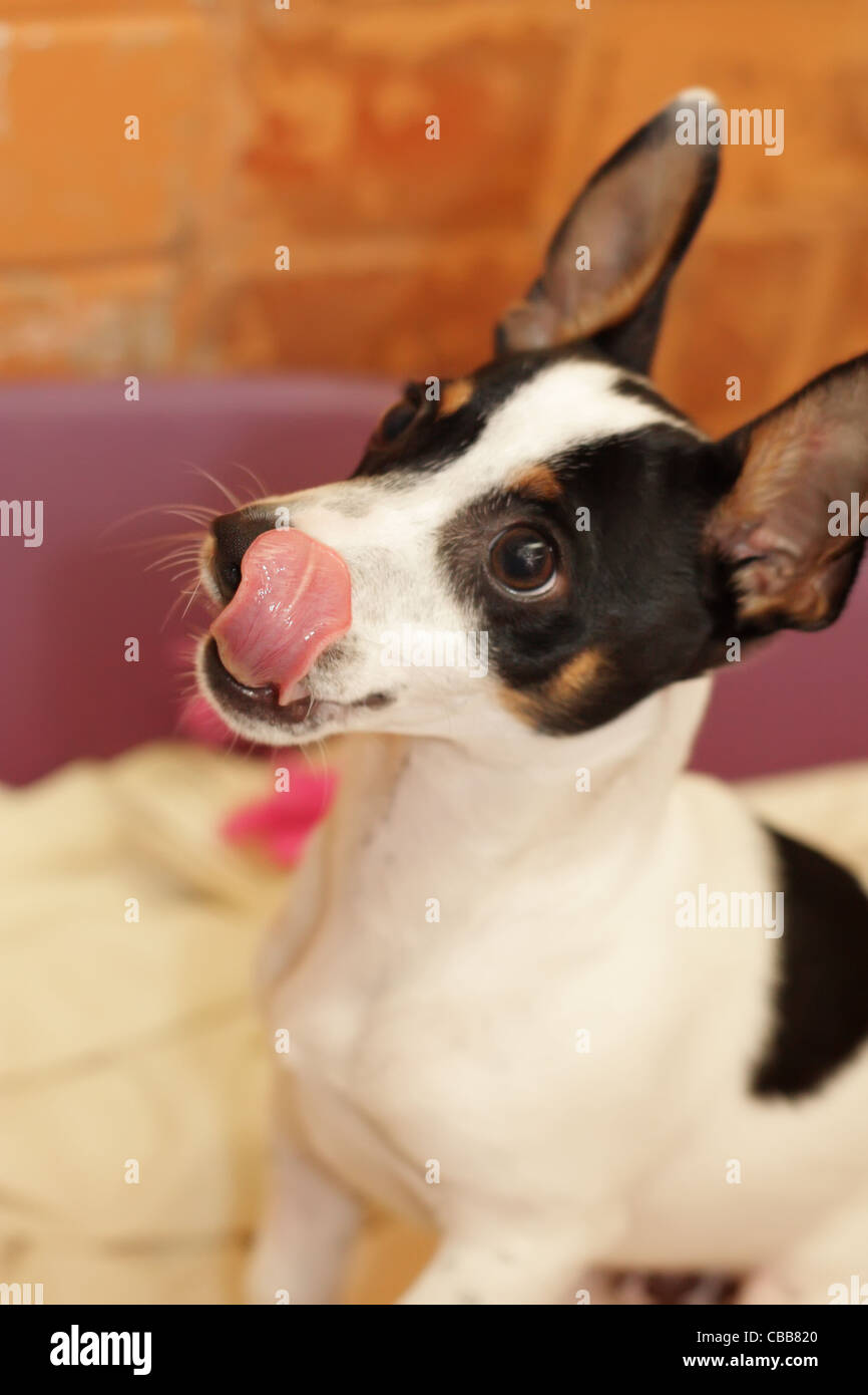 Cute Miniature Fox Terrier Cross with Tongue Out Stock Photo