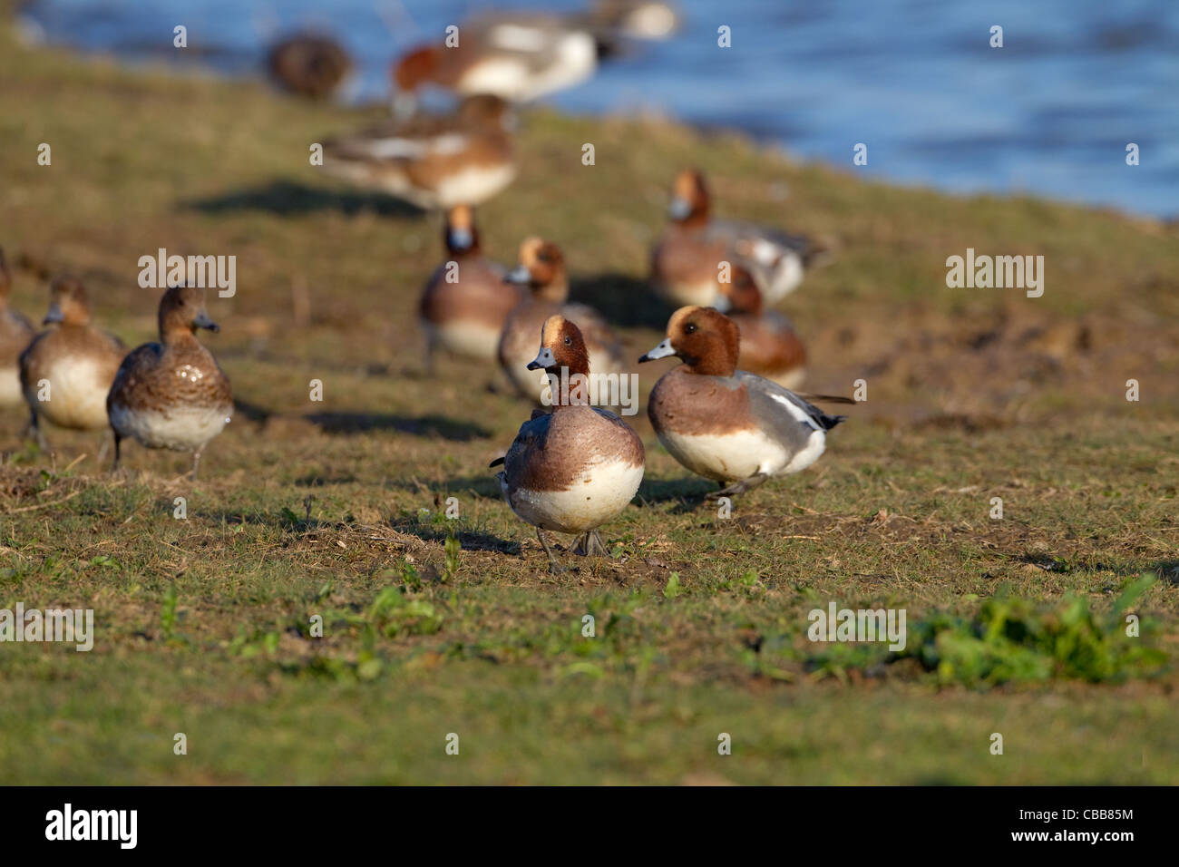 Wigeon Anas penelope flock feeding winter at Titchwell RSPB reserve Norfolk Stock Photo