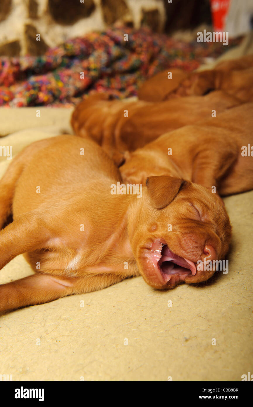 Stock photo of Hungarian Vizsla puppies Stock Photo