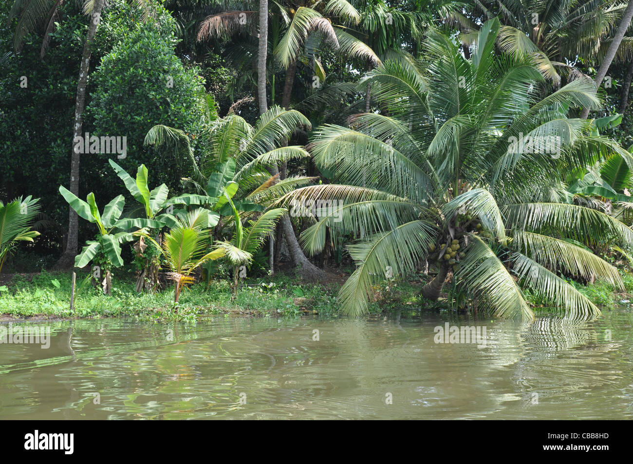 A small coconut tree on a flooded river side with full of coconuts in alapuzha (Alleppy) Kerala Stock Photo