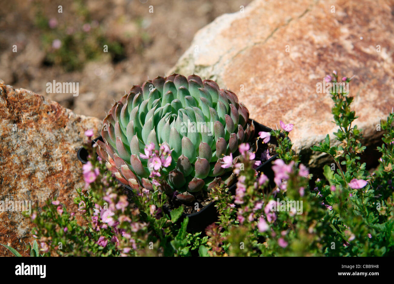 Orostachys spinosus, nature, flowers, plants (CTK Photo/Marketa Hofmanova) Stock Photo