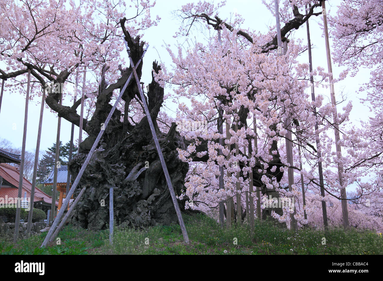 Yamataka hi-res stock photography and images - Alamy