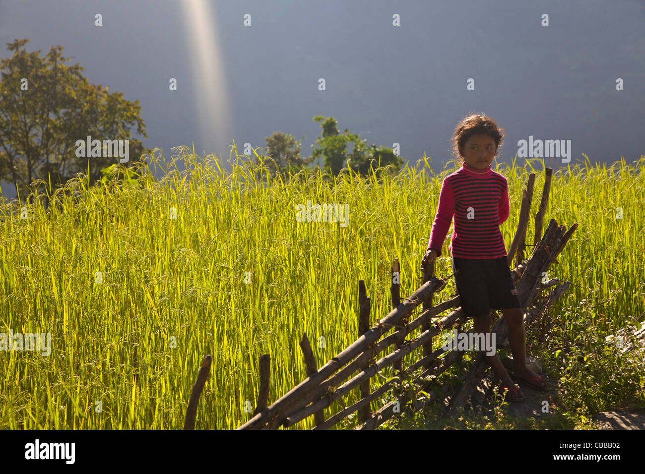 Small girl, rice field, trek from Ghandruk to Nayapul, Annapurna Sanctuary Region, Nepal, Asia Stock Photo