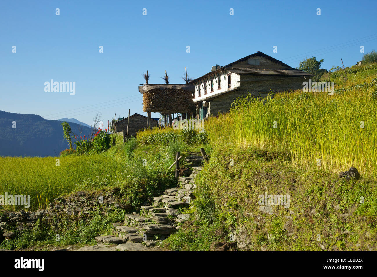 Rice field and traditional farmhouse, trek from Ghandruk to Naya Pul, Annapurna Sanctuary Region, Nepal, Asia Stock Photo