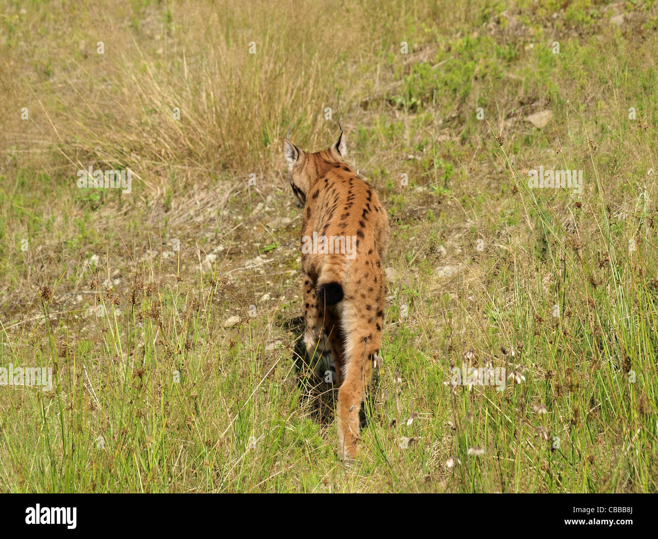 Eurasian lynx, NP national park Bavarian Forest, Germany / Eurasischer Luchs im NP Nationalpark Bayerischer Wald, Deutschland Stock Photo