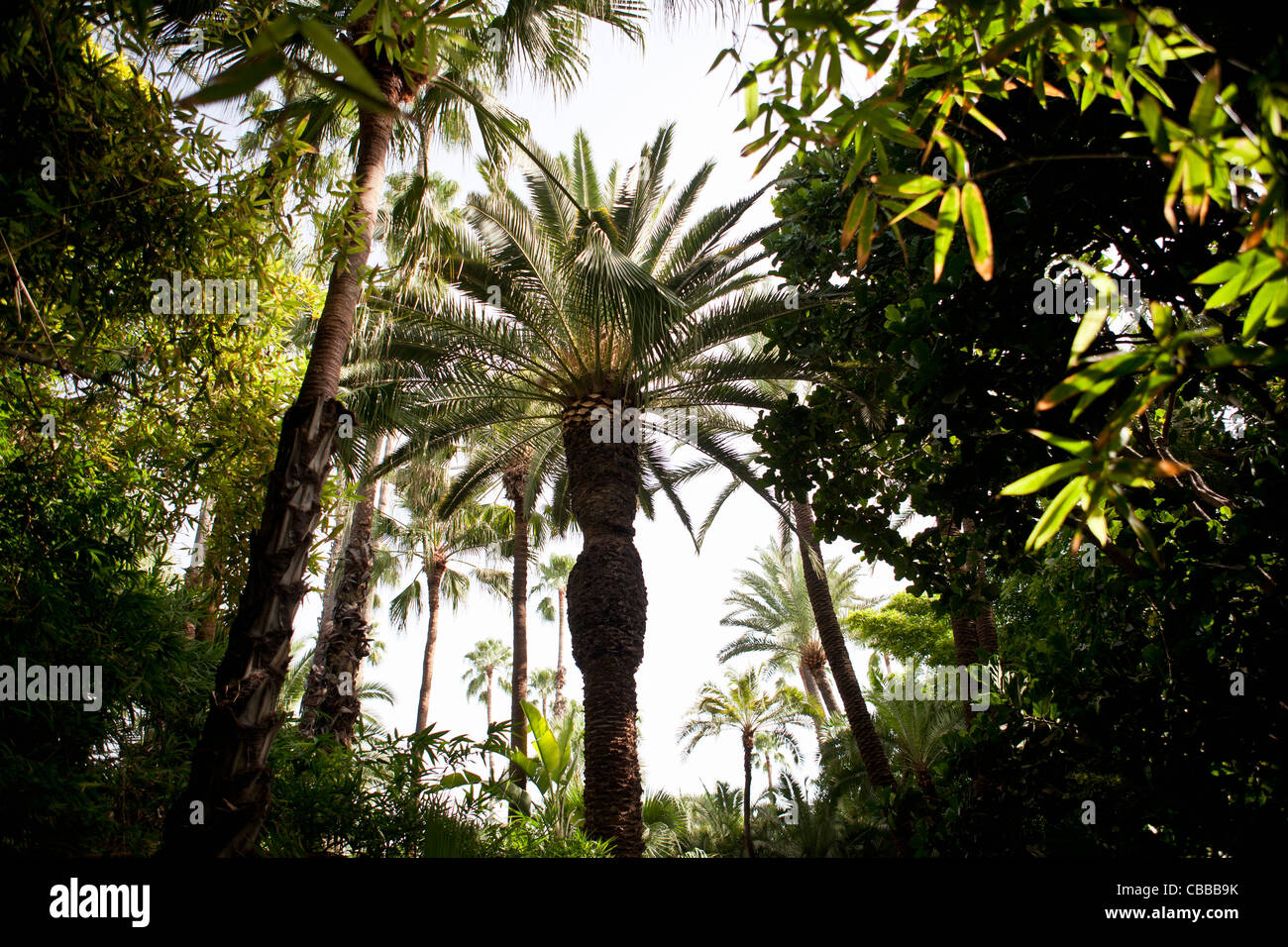 Tropical forest trees hi-res stock photography and images - Alamy