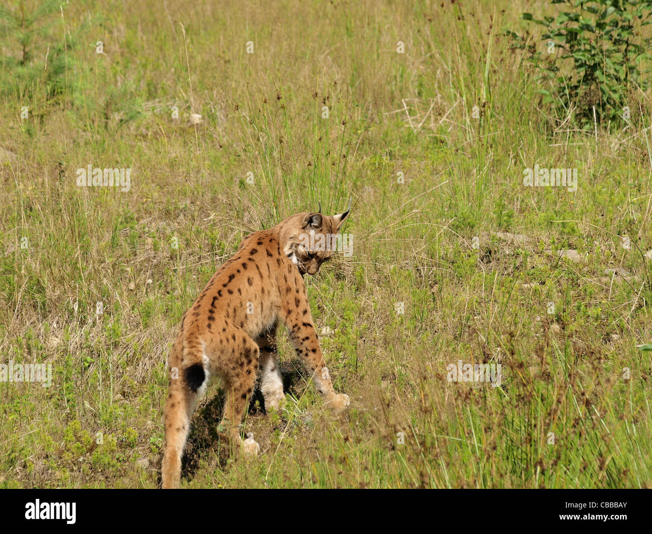 Eurasian lynx, NP national park Bavarian Forest, Germany / Eurasischer Luchs im NP Nationalpark Bayerischer Wald, Deutschland Stock Photo