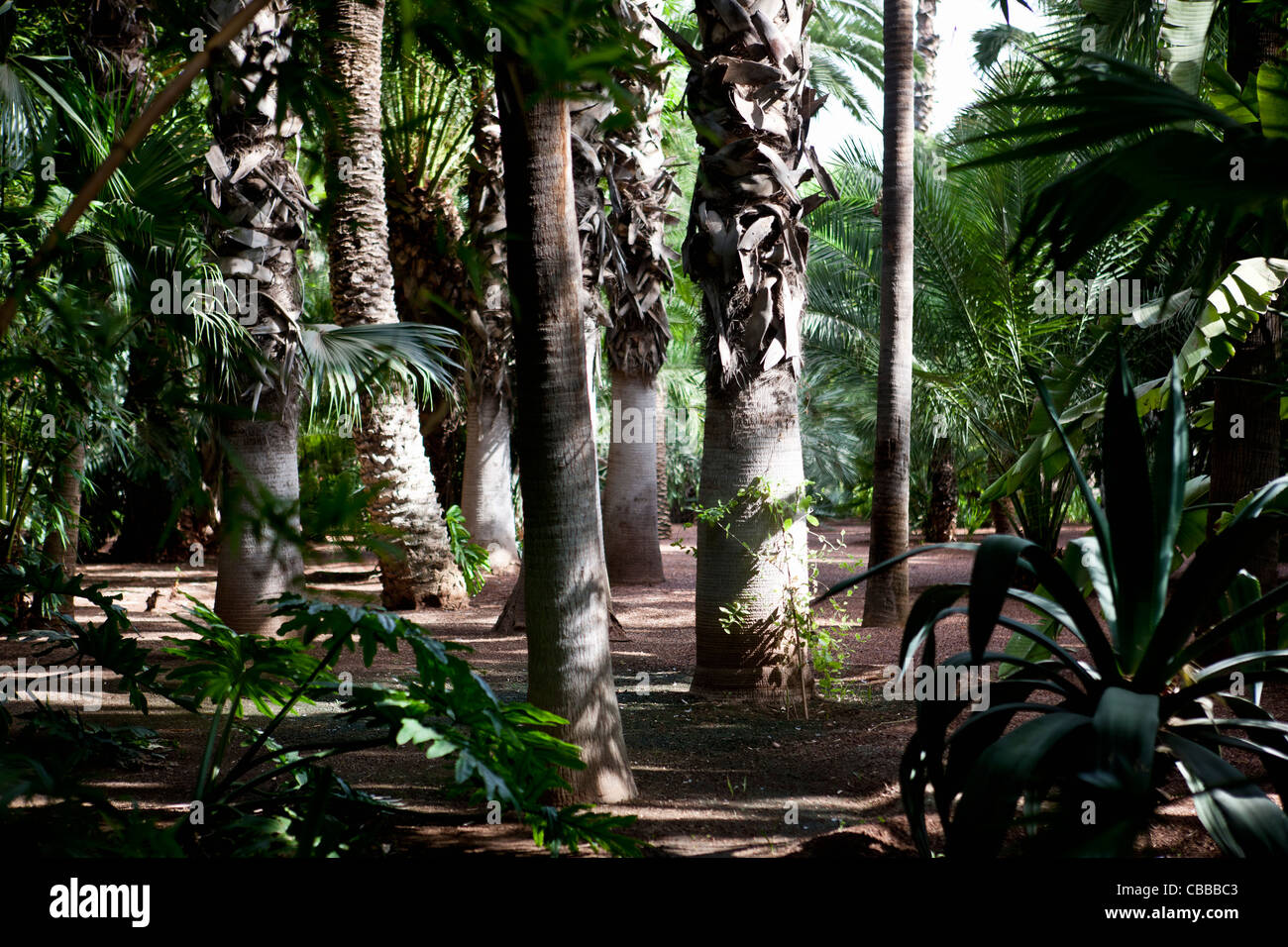Green palm forest hi-res stock photography and images - Alamy