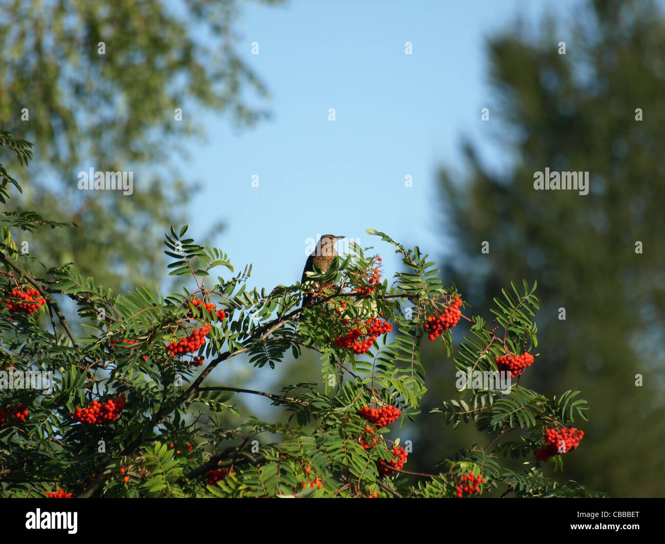 European Rowan, European mountain ash / Sorbus aucuparia / Eberesche Stock Photo