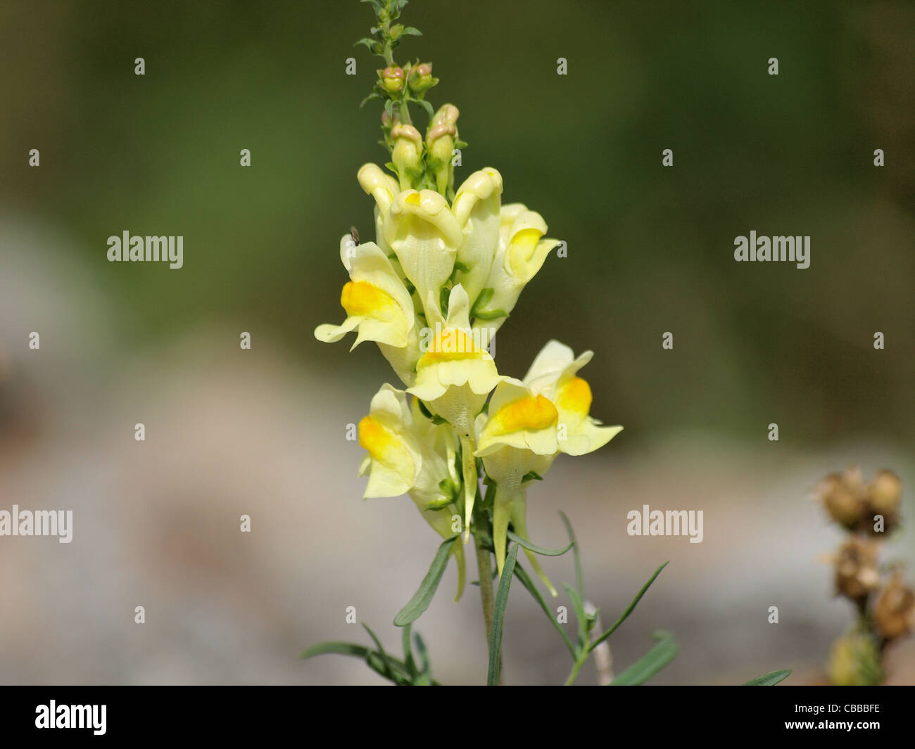 Toadflax top hi-res stock photography and images - Alamy