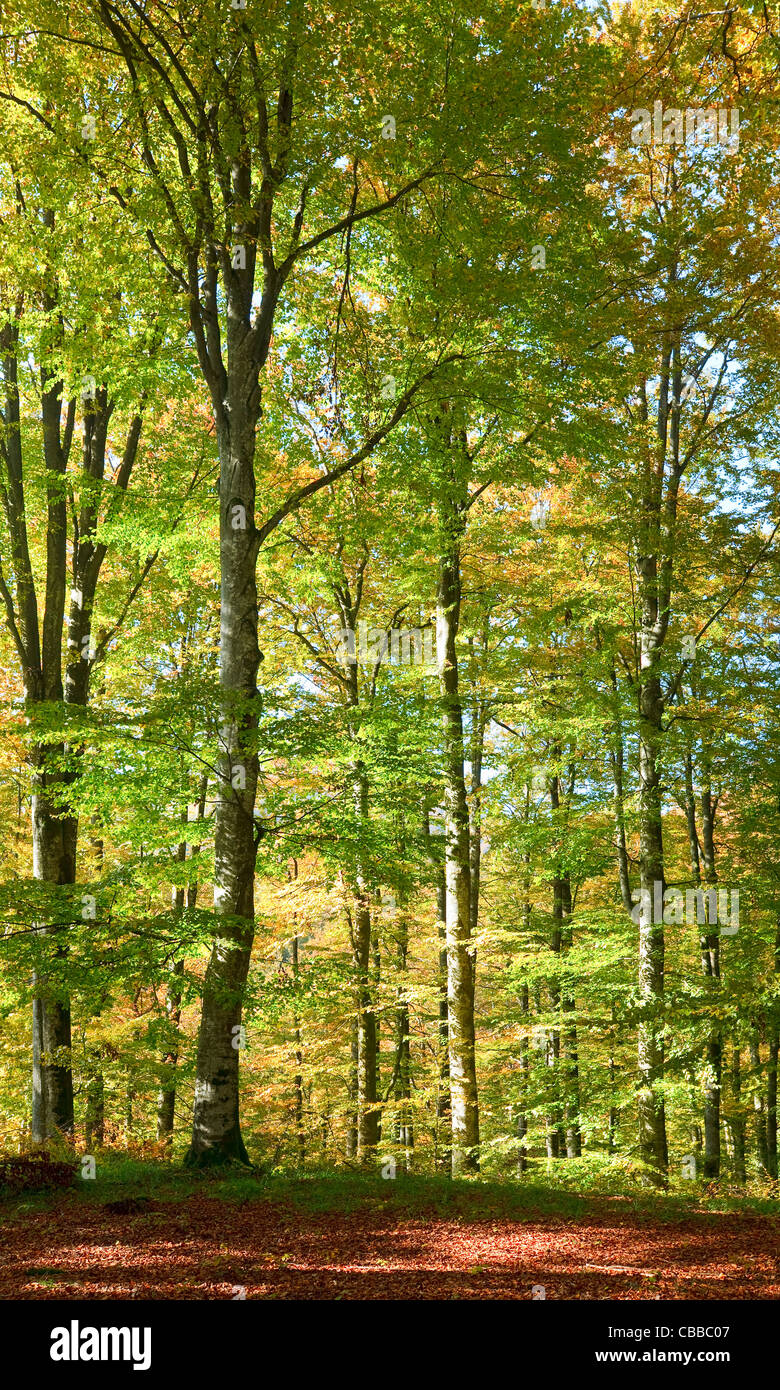 Sunny beech forest hi-res stock photography and images - Alamy