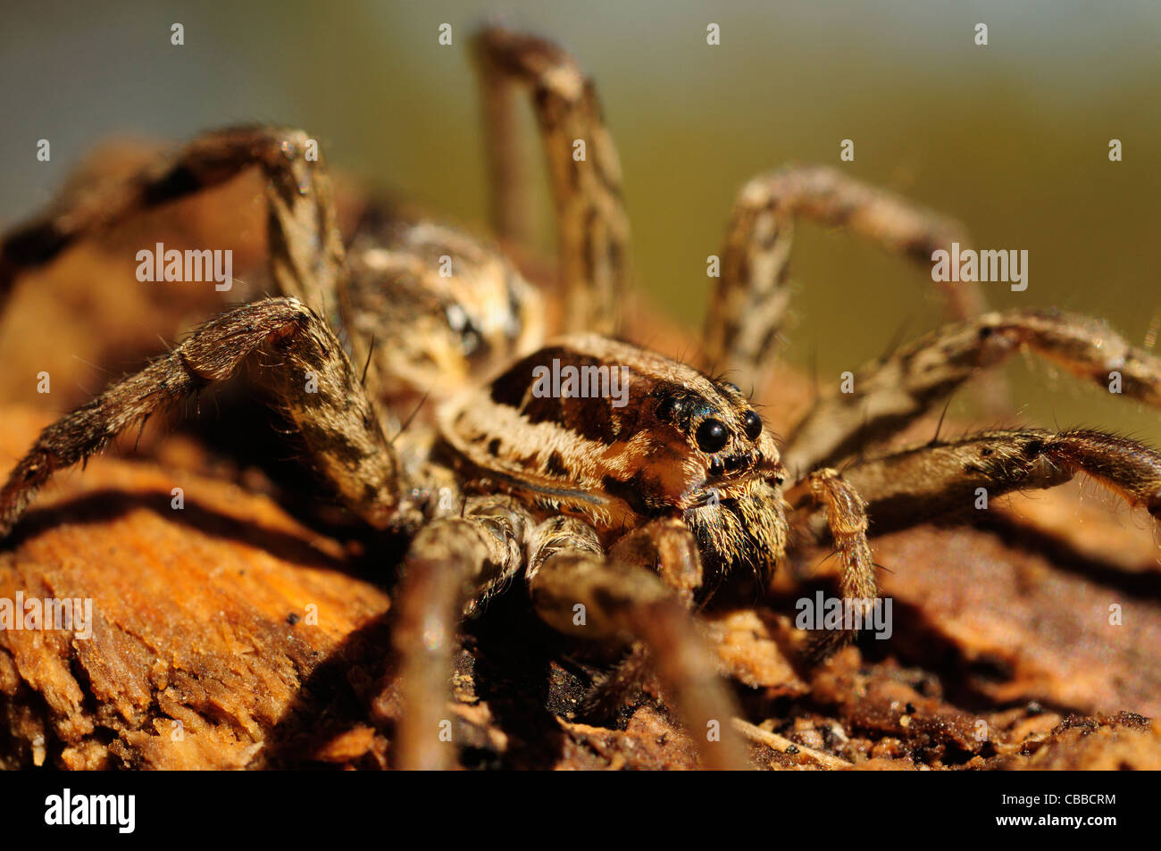 European Wolf Spider or False Tarantula (Hogna radiata) Stock Photo