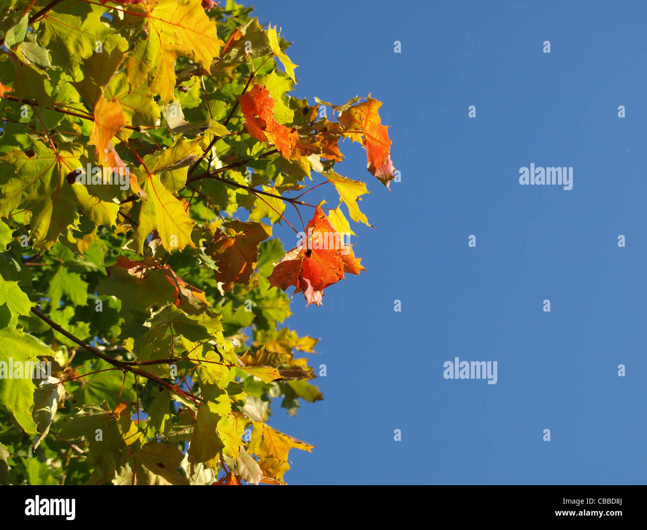 autumnal maple leaves / herbstliche Ahornblätter Stock Photo