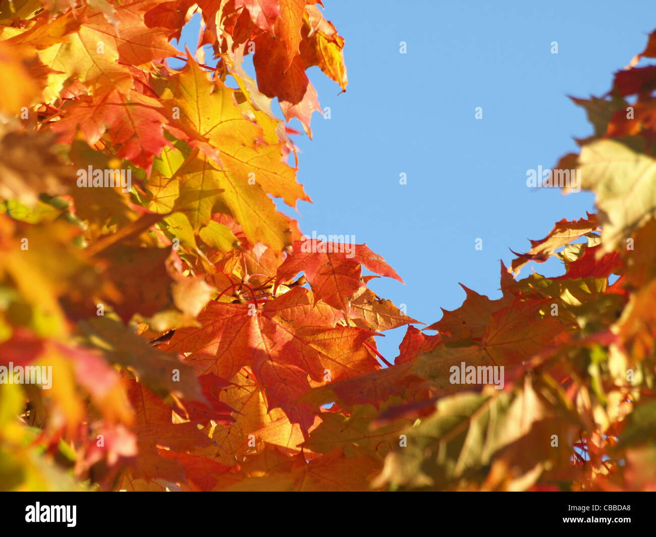 autumnal maple leaves / herbstliche Ahornblätter Stock Photo