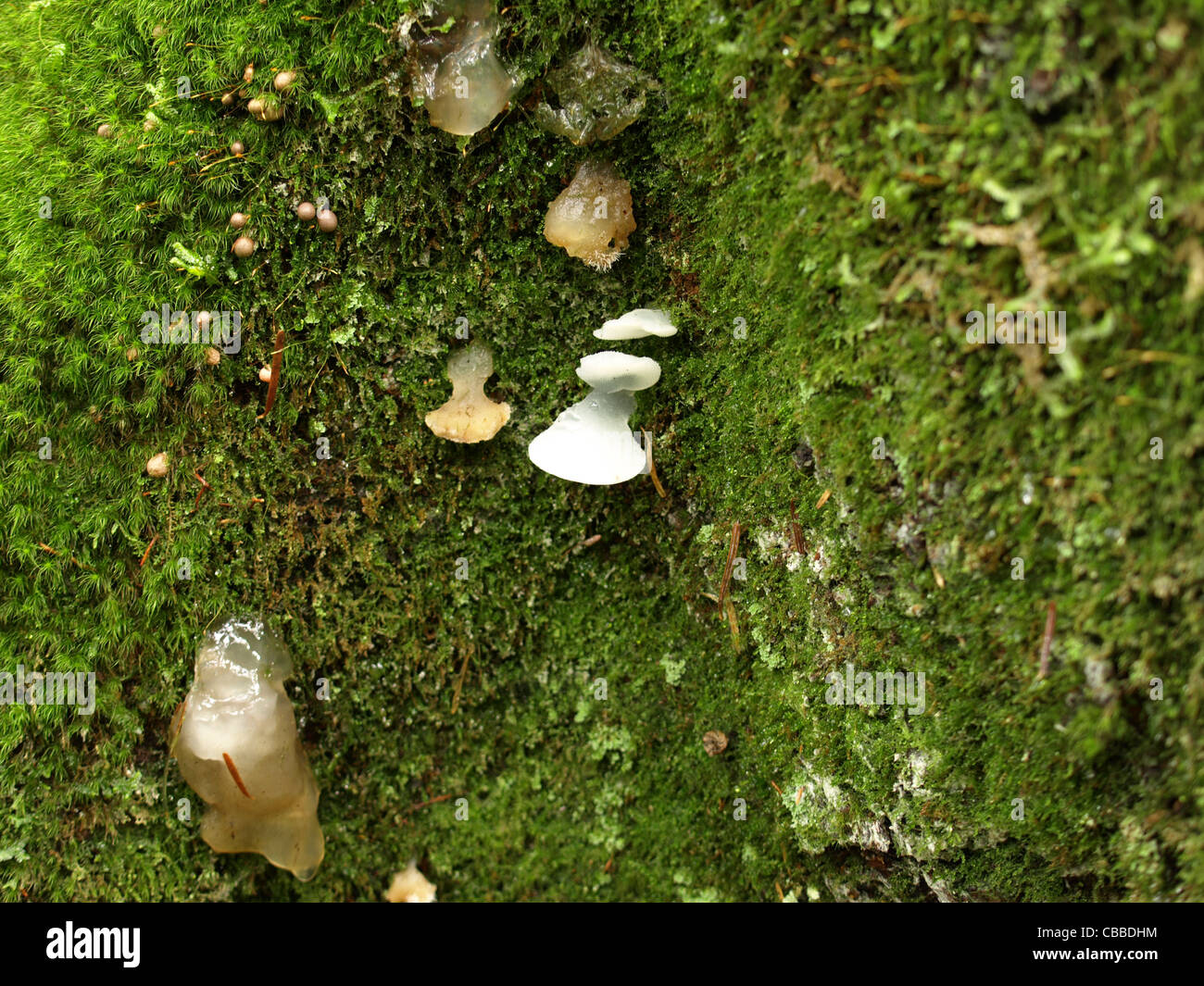 toothed jelly fungus, white jelly mushroom, false hedgehog mushroom / Pseudohydnum gelatinosum / Eispilze Stock Photo