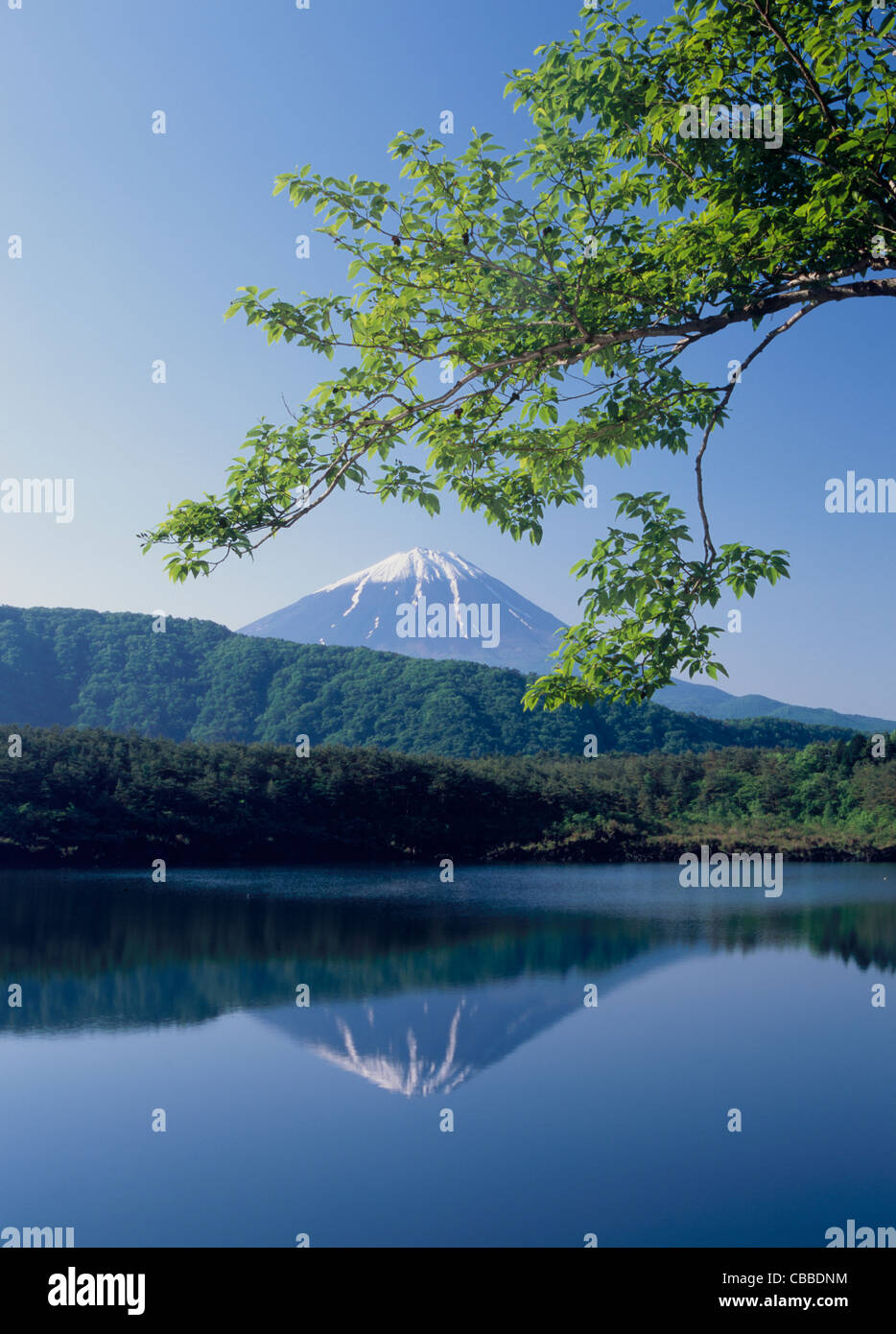 Mount Fuji and Lake Saiko, Fujikawaguchiko, Yamanashi, Japan Stock Photo