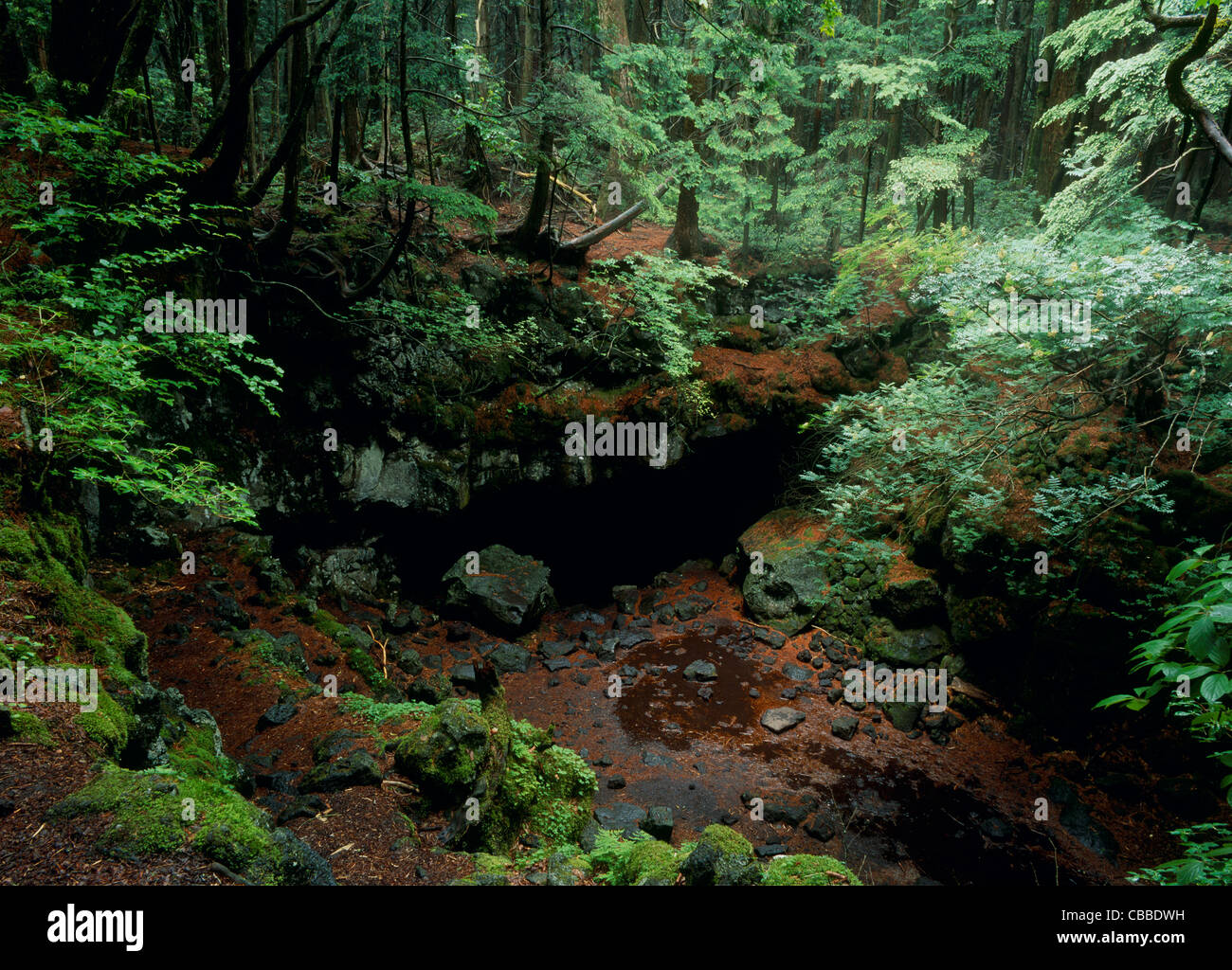 Fuji Wind Cave of Fuji Primeval Forest, Fujikawaguchiko, Yamanashi