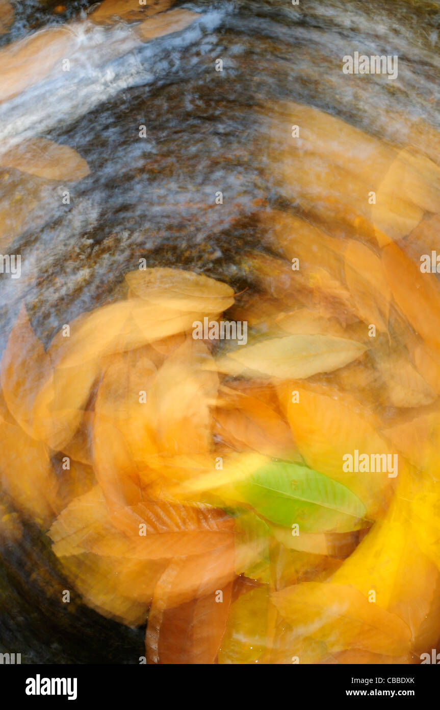 Fallen Chestnut leaves on a whirlpool Stock Photo