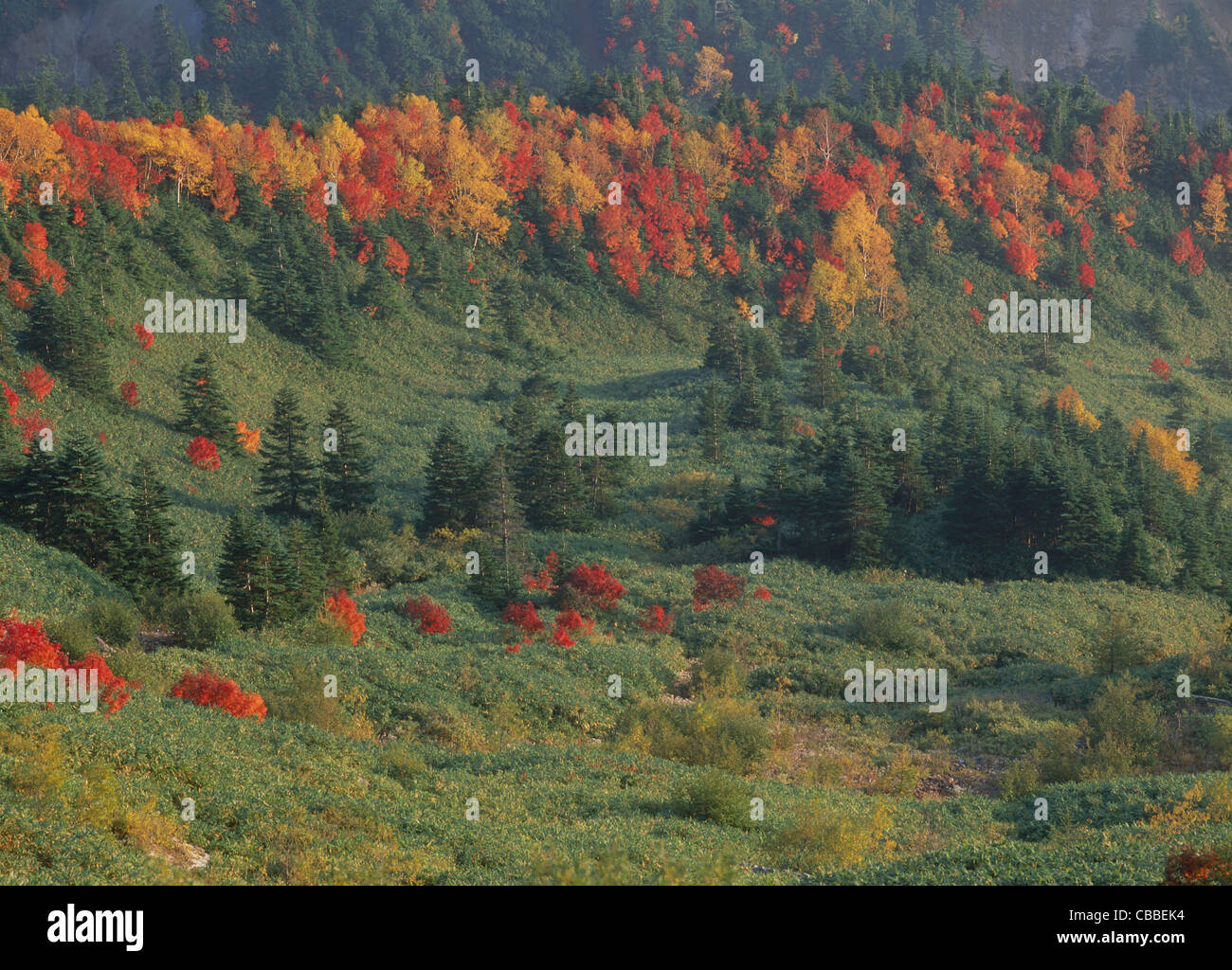 Autumn Leaves at Shiga Highland, Yamanouchi, Nagano, Japan Stock Photo