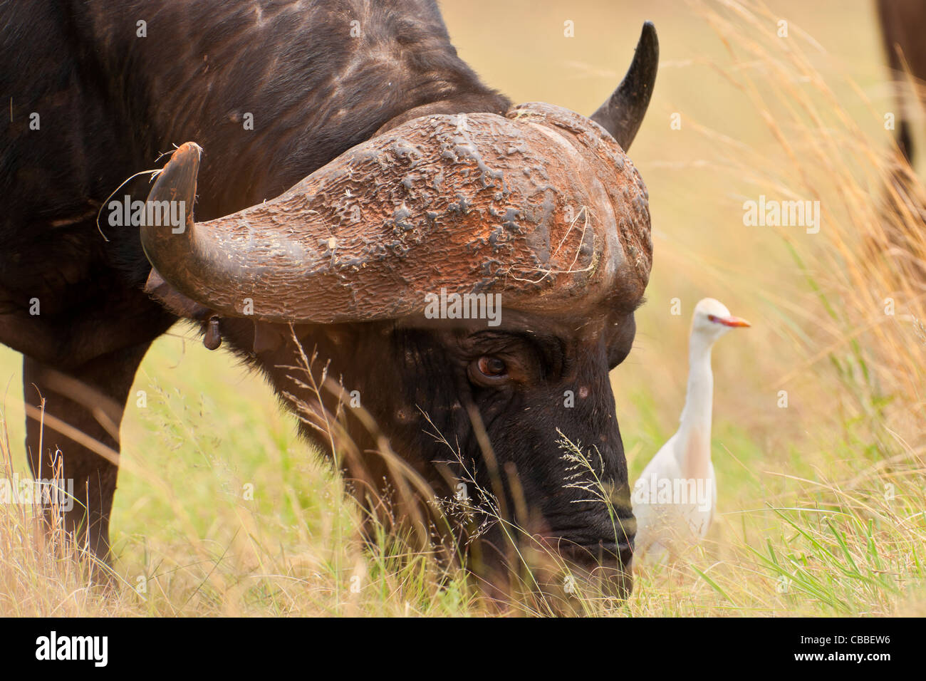 African buffalo (Syncerus caffer) Cape buffalo eating in Kruger