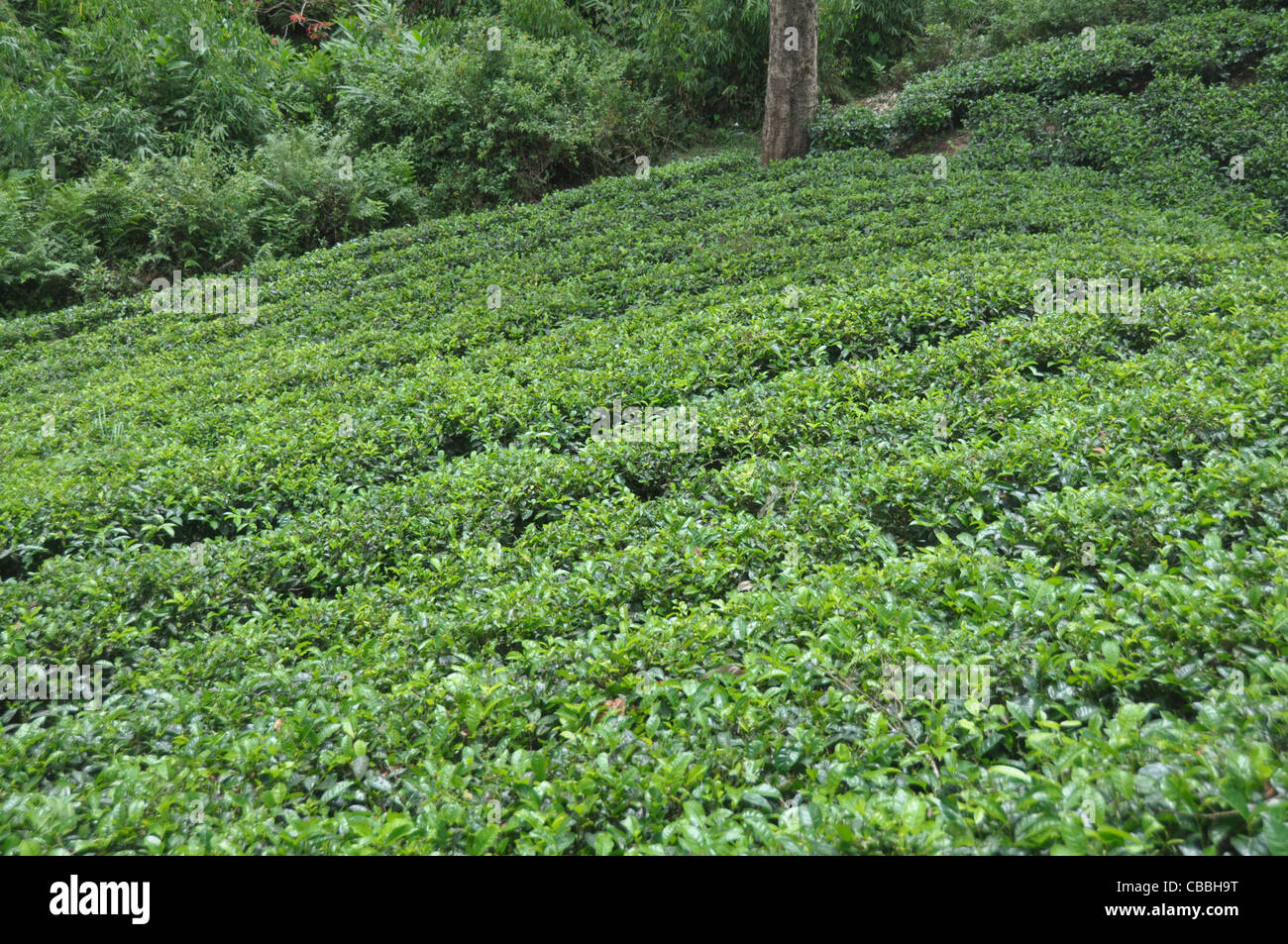 tea cultivation in south india Stock Photo - Alamy