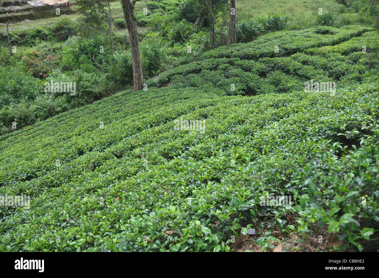 tea cultivation in south india Stock Photo - Alamy