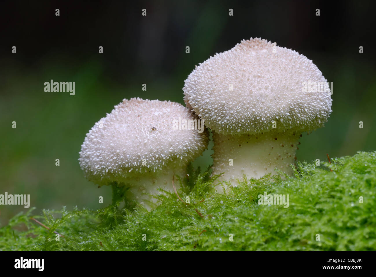 A Macro portrait of two common puffballs growing out of moss in an oxfordshire woodland Stock Photo