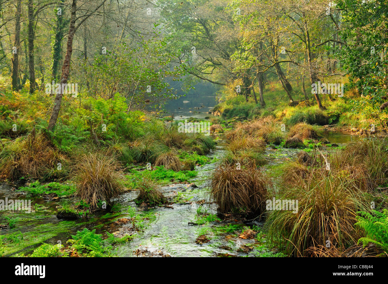 Forest known as Fraga de Abaixo and river Verdugo. Pontecaldelas, Galicia, Spain Stock Photo