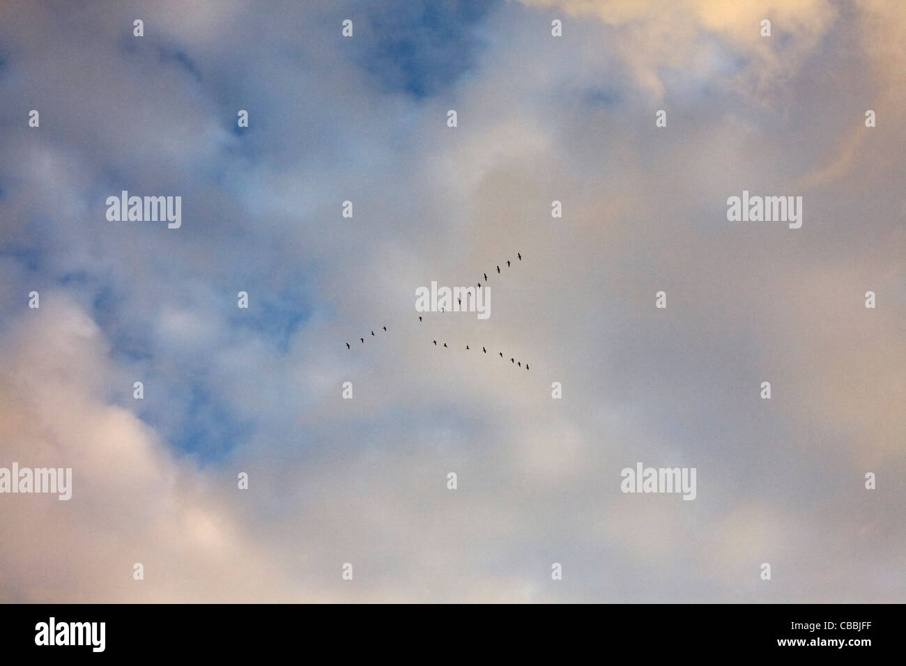 Canada Geese Flying in a V Formation against Cloudy Sky Stock Photo