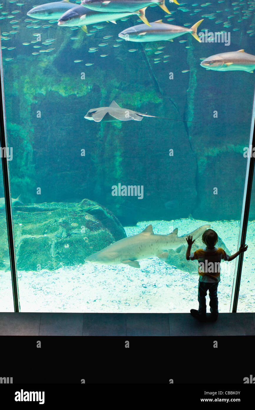 Boy admiring shark in aquarium Stock Photo