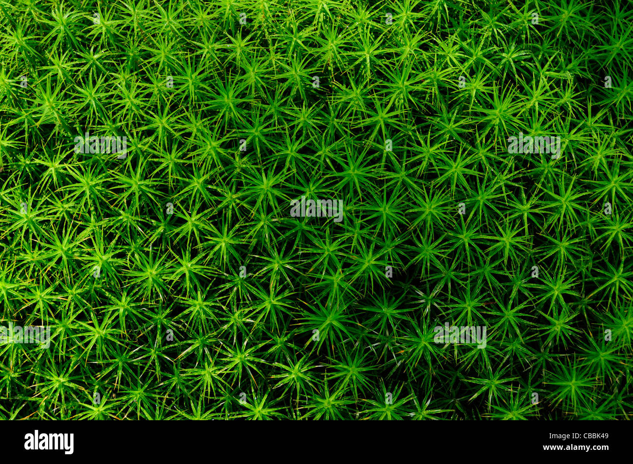 Haircap moss (Polytrichum sp.) Stock Photo