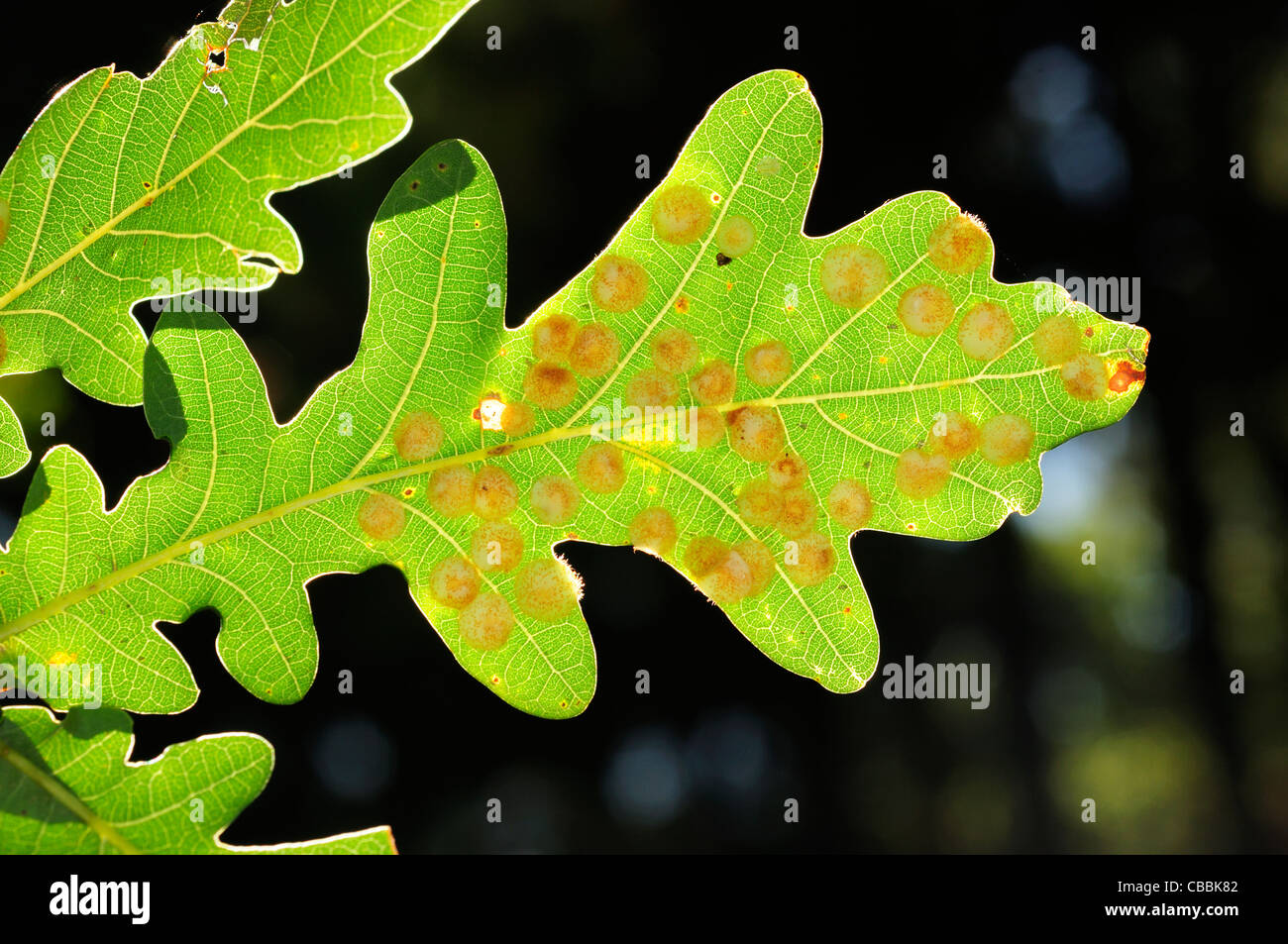 The spangle galls of the wasp Neuroterus quercusbaccarum under an oak leaf. Stock Photo