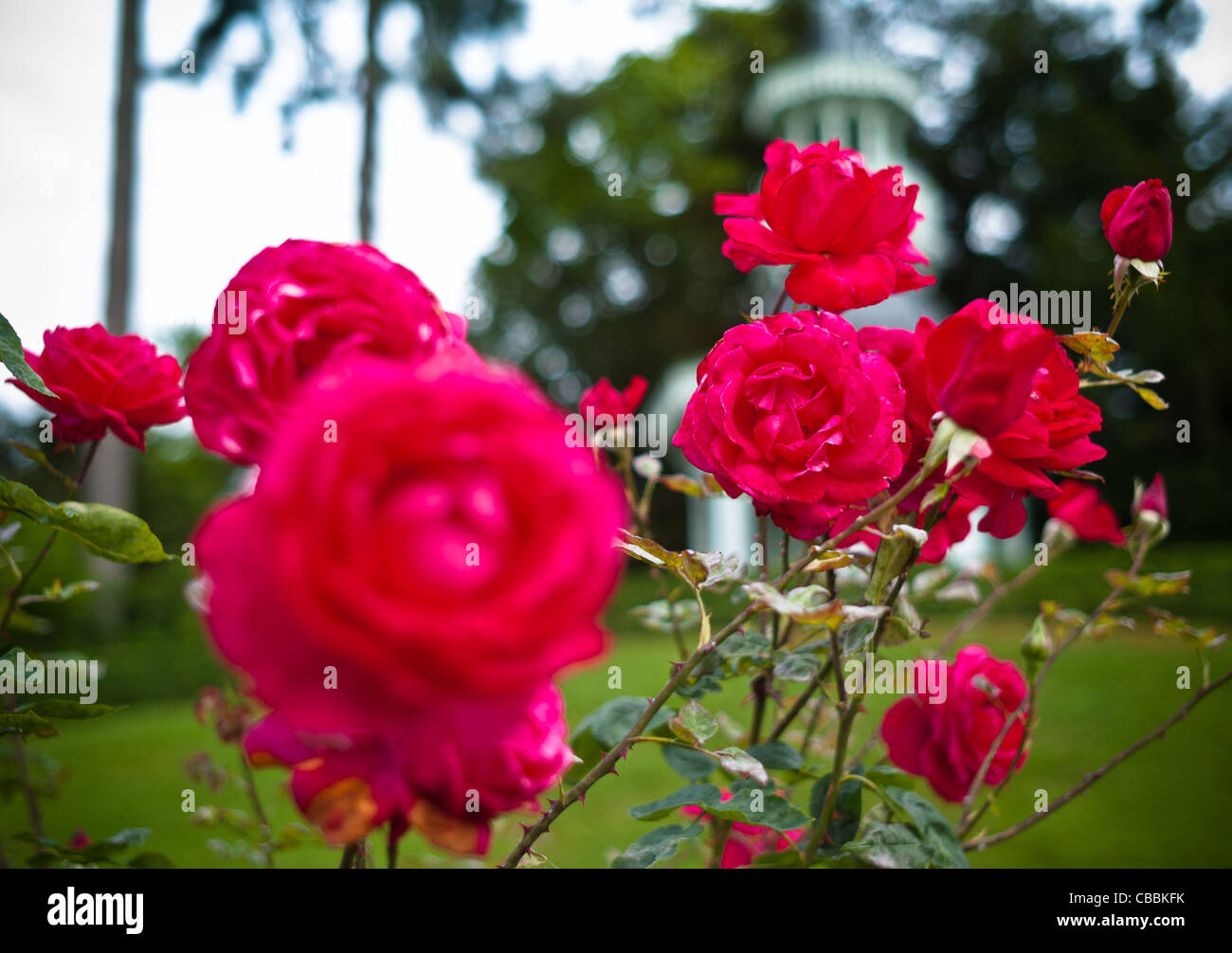 Flowers here and abroad, Flowers of the park de Bagatelle Roses Stock