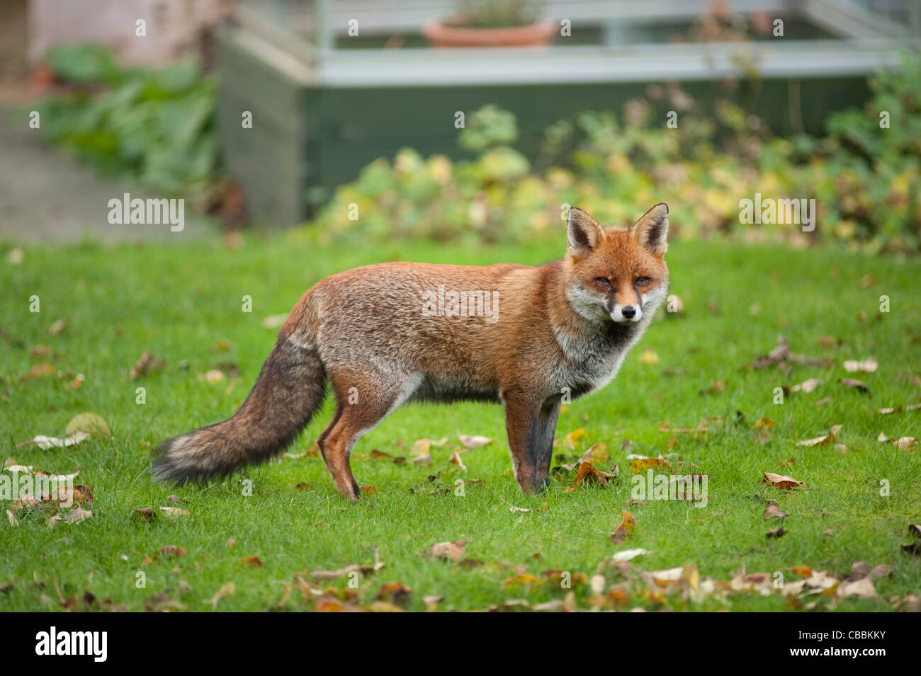 Red Fox With Winter Coat High Resolution Stock Photography and Images -  Alamy