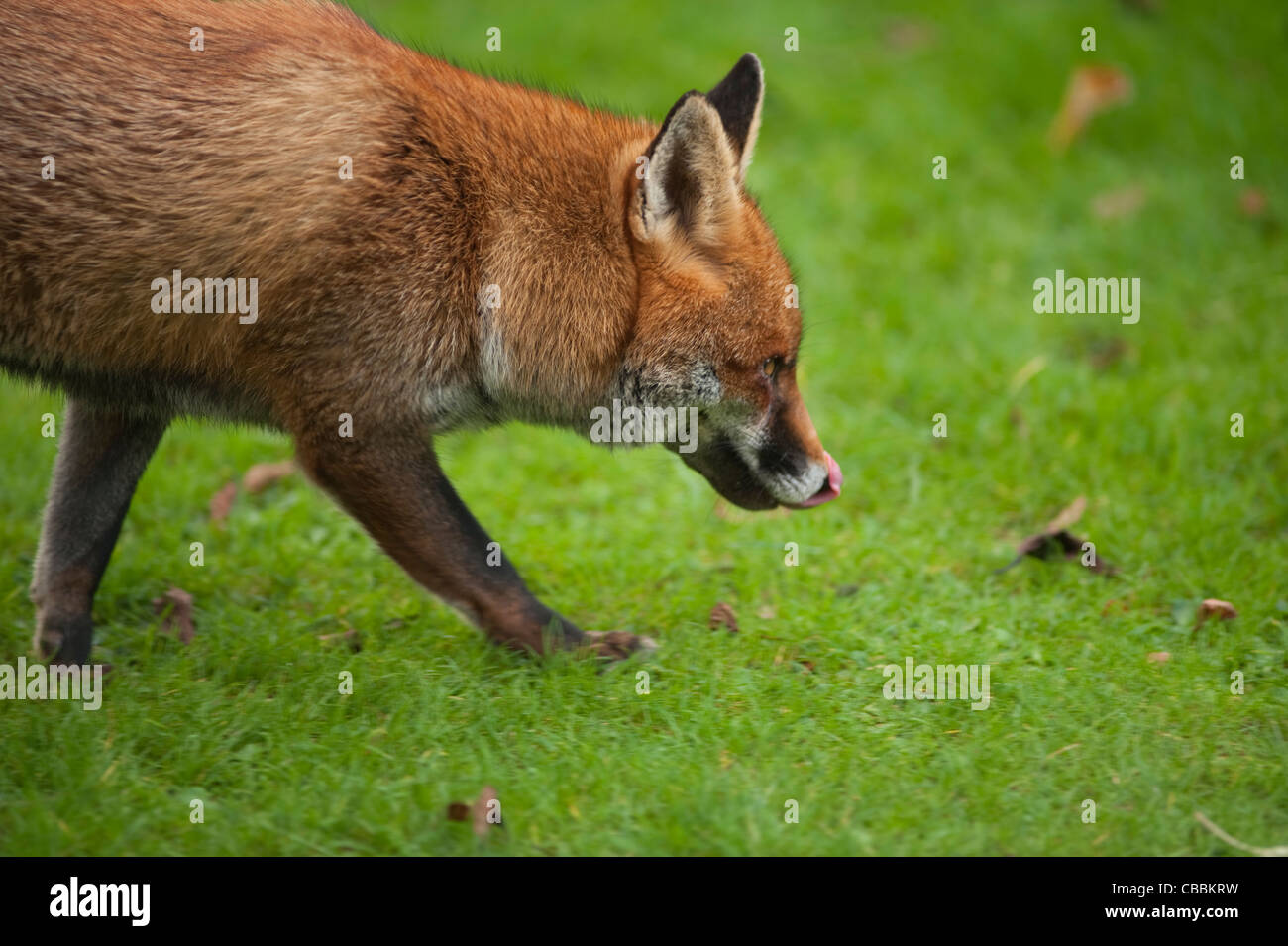 An urban red fox licking its lips and foraging on a garden lawn in early winter in  London, England, UK Stock Photo