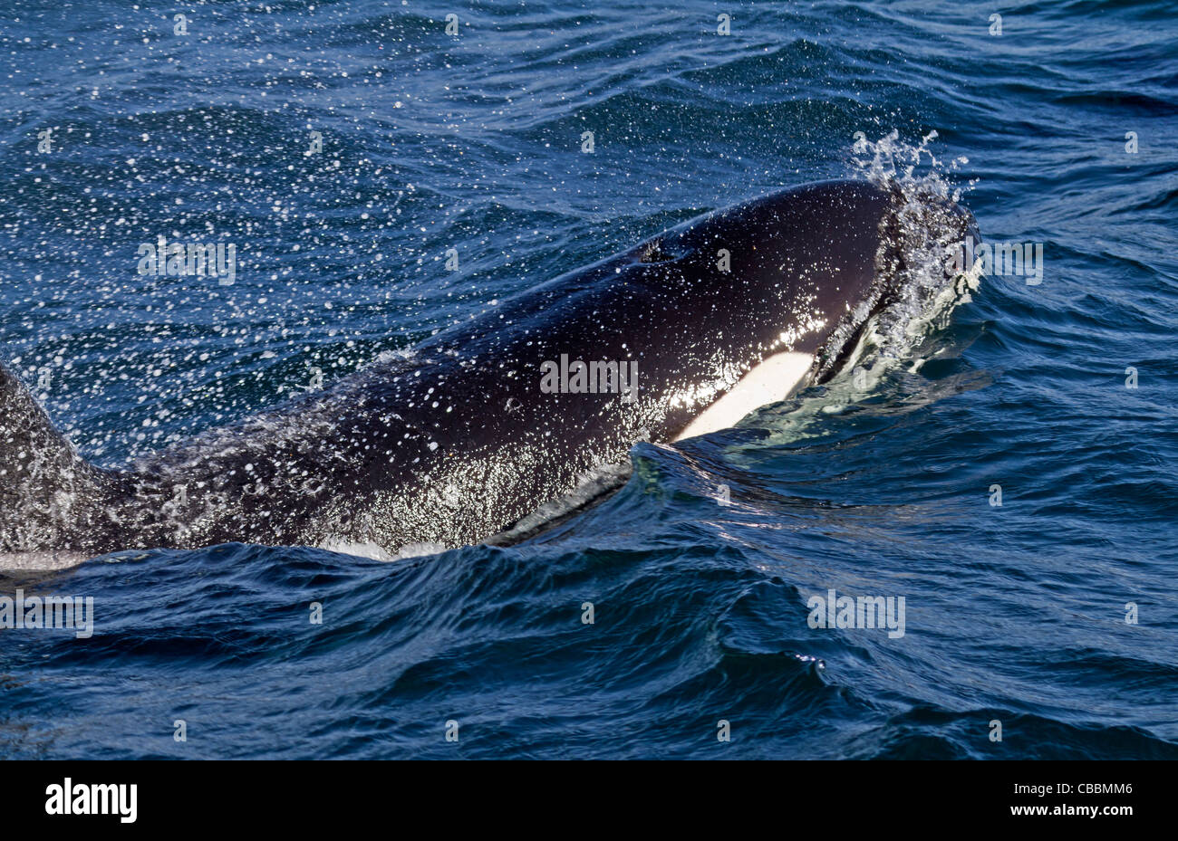 Orca (Orcinus orca ) Stock Photo