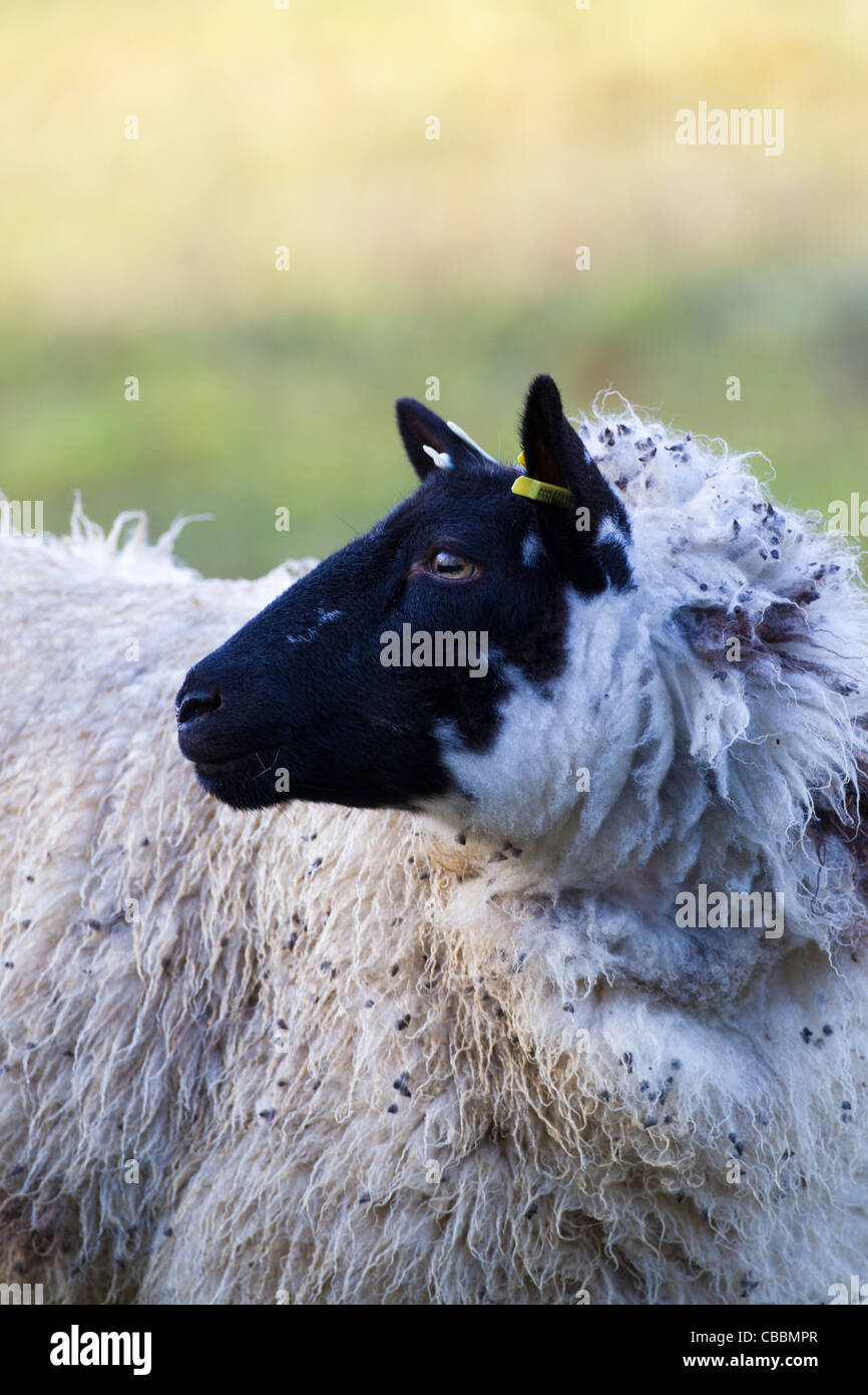 Black faced domestic sheep Orvis, Kent, UK, winter Stock Photo