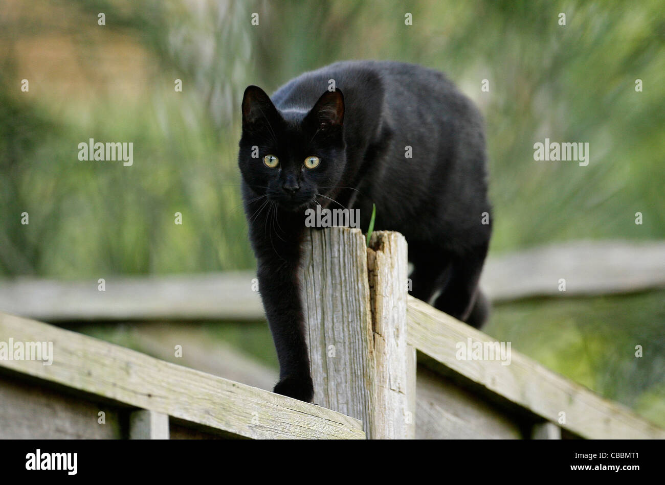 A black cat walks along a garden fence. Picture by James Boardman Stock ...