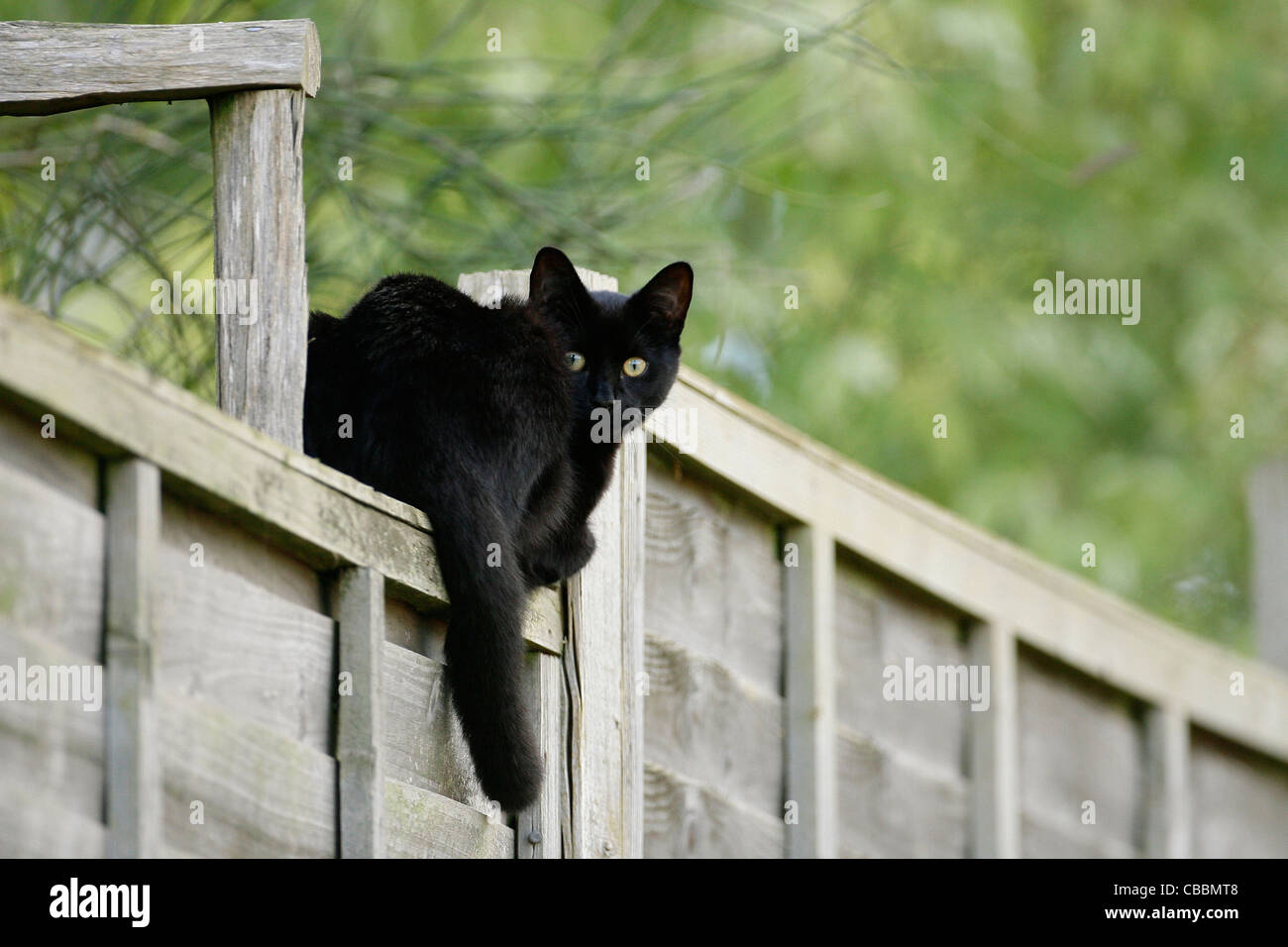 A black cat walks along a garden fence. Picture by James Boardman Stock ...
