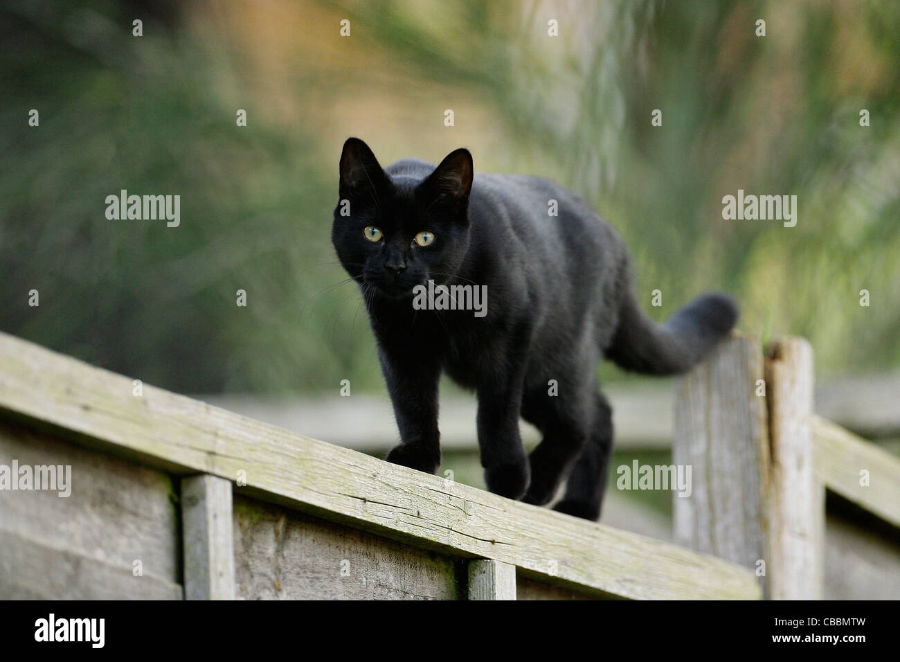 A black cat walks along a garden fence. Picture by James Boardman Stock ...