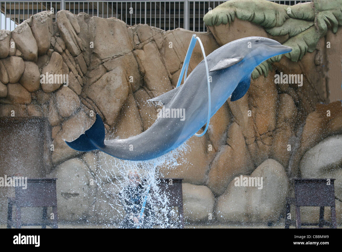Dolphin jumping through hoop Stock Photo