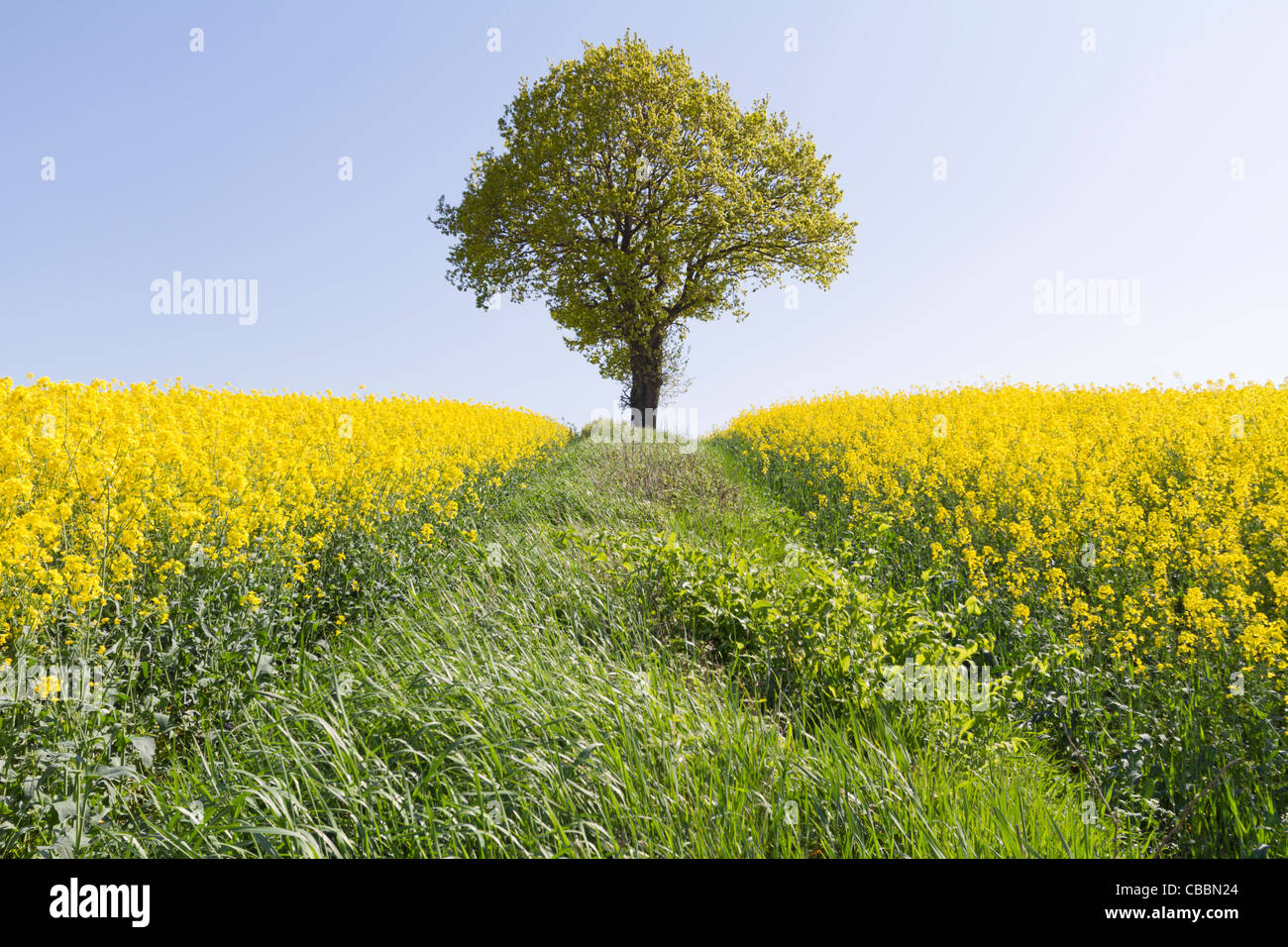 Rapre Tree Tree in a rape field (Brassica napus Stock Photo - Alamy