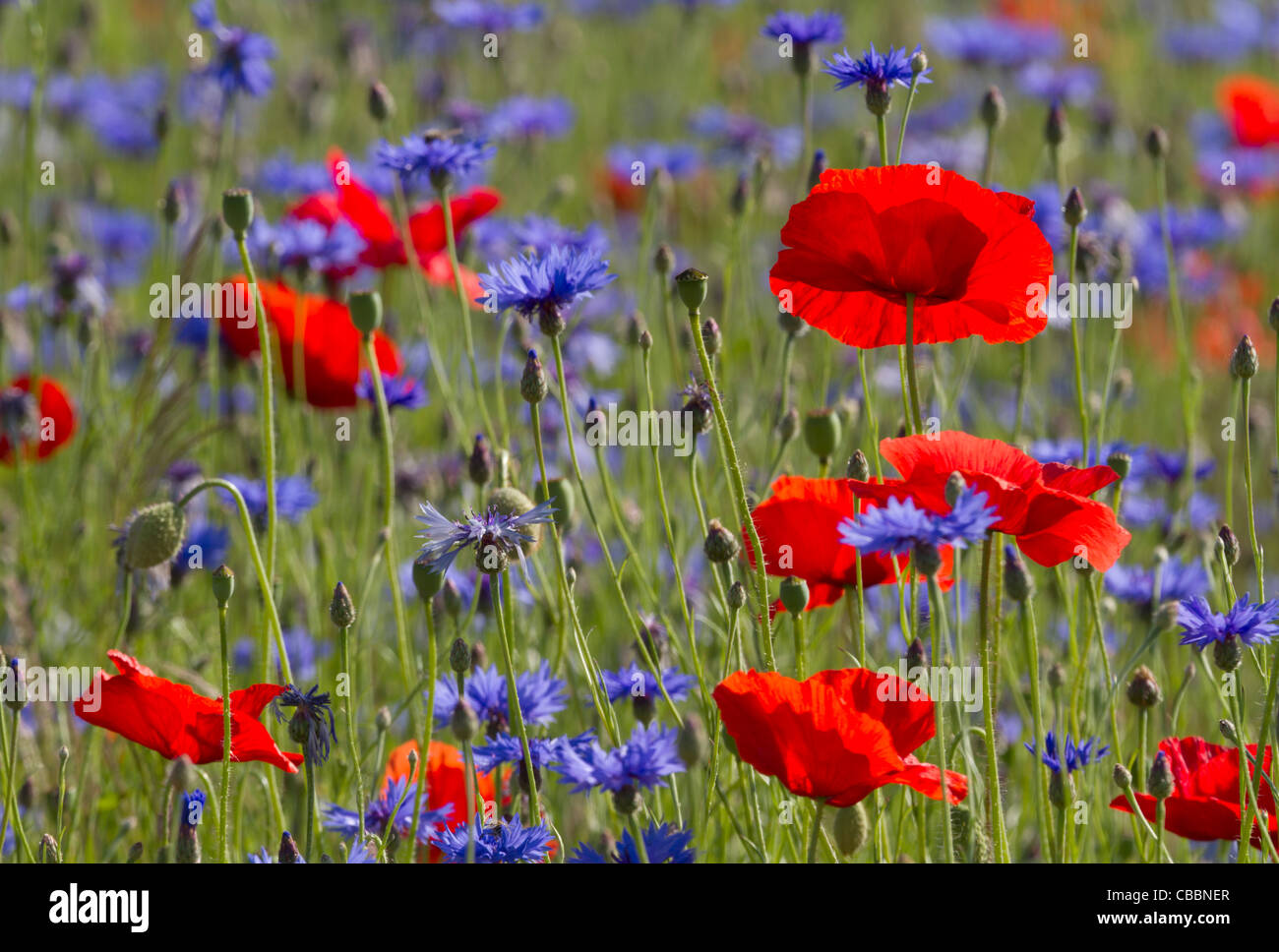 Poppy field with cornflowers Stock Photo