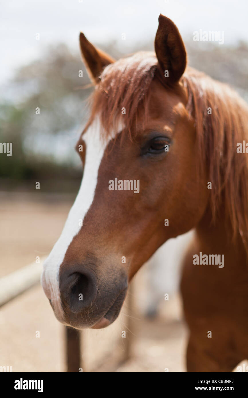 Horse face close up hi-res stock photography and images - Alamy