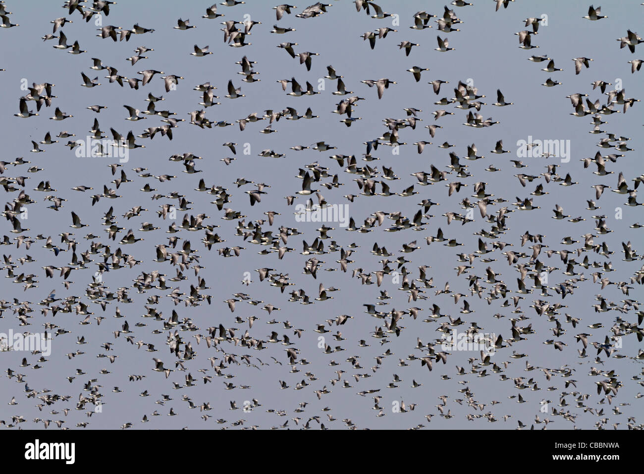 Barnacles (Branta leucopsis) Stock Photo